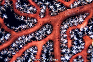 Hidden Beauty by Henley Spiers 